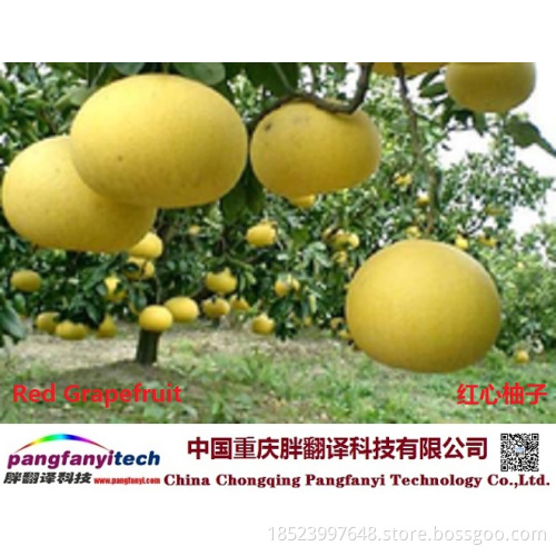 Fresh Nutritional Self-produced Tasty Aromatic Grapefruit